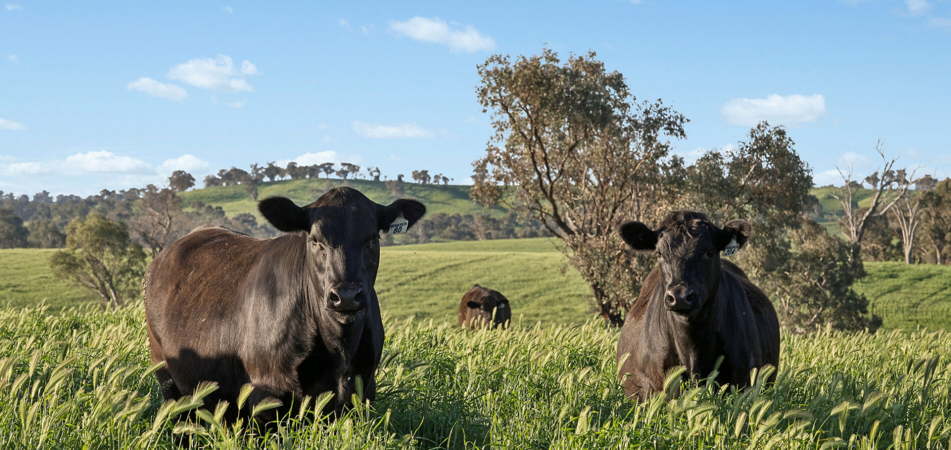 For Sale - 6294 Mitchell Highway - New Property in Molong - Real Estate by Scott Petersen
