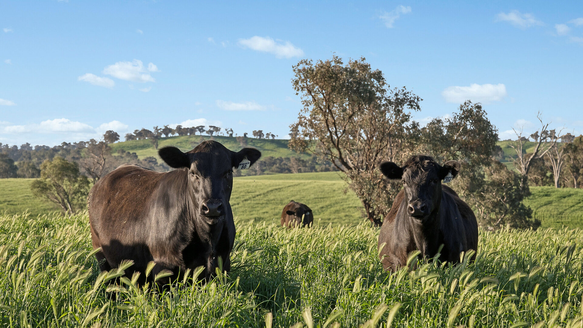 For Sale - 6294 Mitchell Highway - New Property in Molong - Real Estate by Scott Petersen