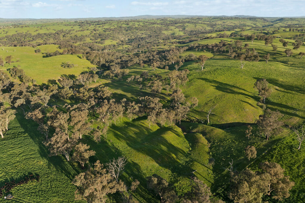 For Sale - 6294 Mitchell Highway - New Property in Molong - Real Estate by Scott Petersen