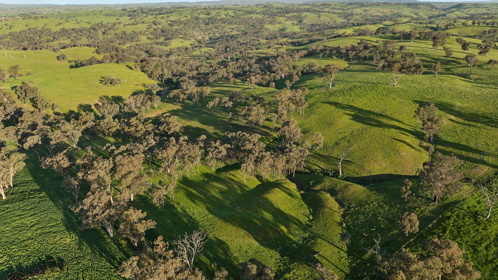 For Sale - 6294 Mitchell Highway - New Property in Molong - Real Estate by Scott Petersen