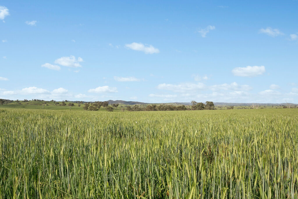 For Sale - 6294 Mitchell Highway - New Property in Molong - Real Estate by Scott Petersen