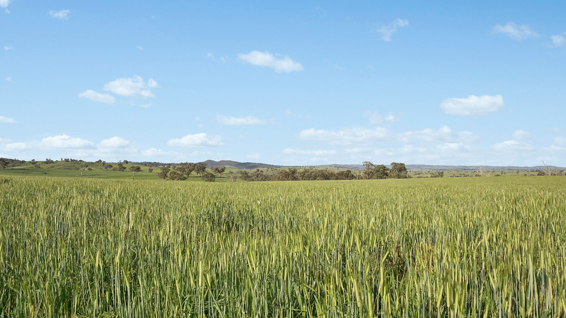 For Sale - 6294 Mitchell Highway - New Property in Molong - Real Estate by Scott Petersen