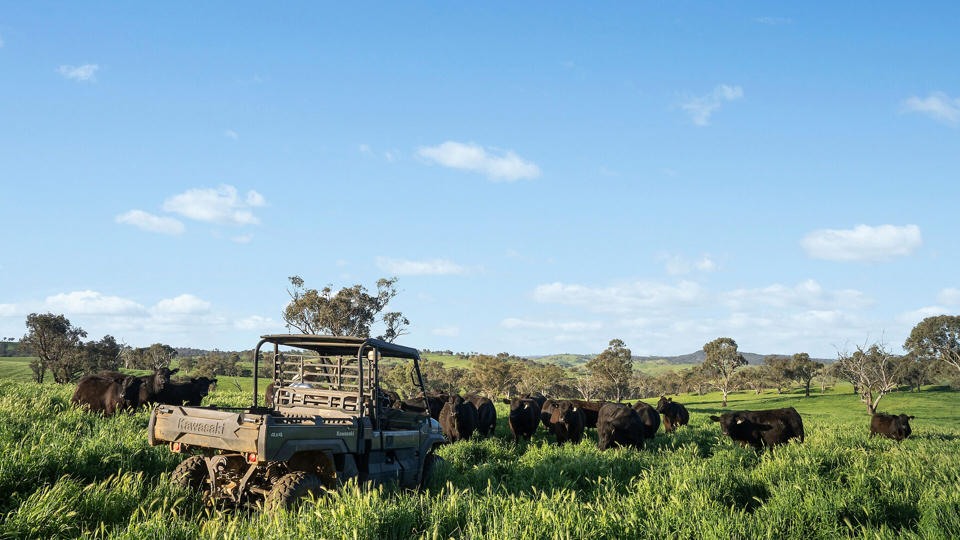 For Sale - 6294 Mitchell Highway - New Property in Molong - Real Estate by Scott Petersen