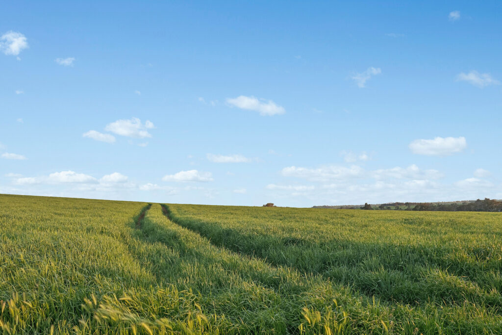 For Sale - 6294 Mitchell Highway - New Property in Molong - Real Estate by Scott Petersen