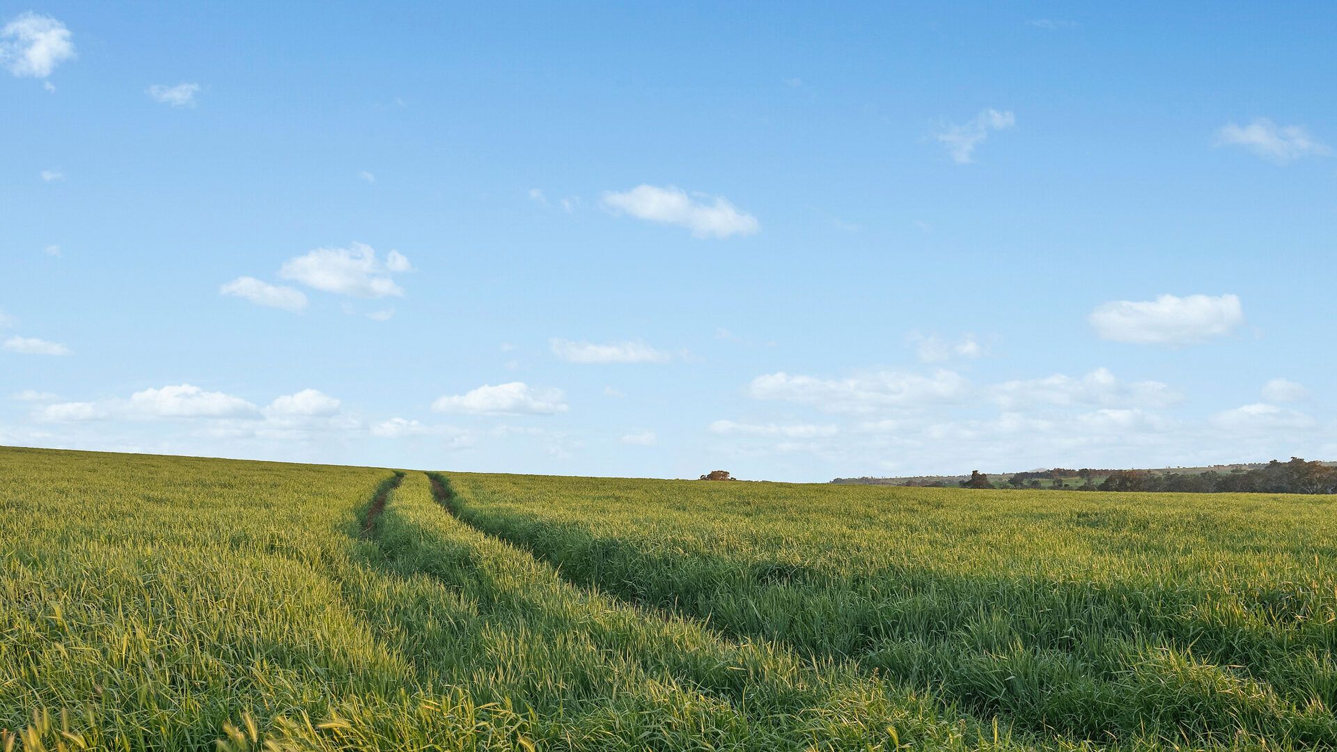For Sale - 6294 Mitchell Highway - New Property in Molong - Real Estate by Scott Petersen